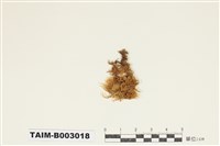 藏品(灰苔科)的圖片